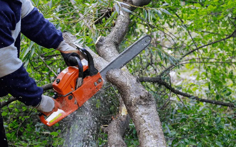 tree-trimming